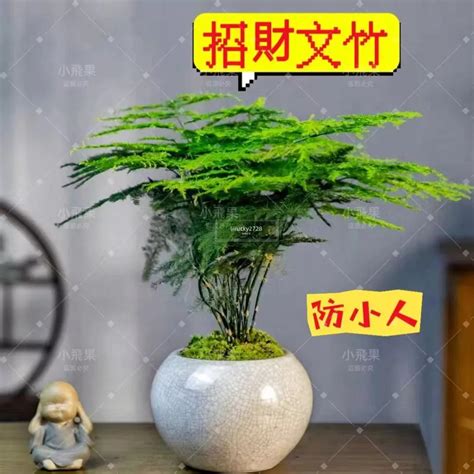 居家防小人植物|防小人植物功效解析